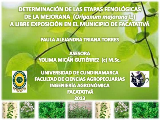 Resultado de imagen de Aloe Vera: Respuesta de la naturaleza a la desaparición de marcas de estiramiento para el bien infografías