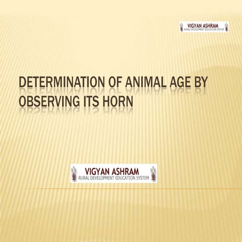 Determination age of animal with help of horns