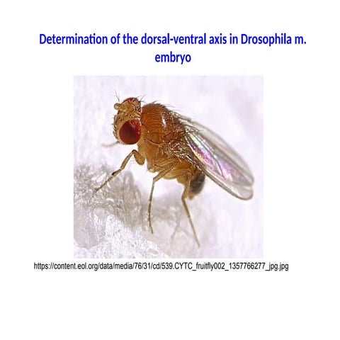Determination of the dorsal-ventral axis in Drosophila embryo.pptx