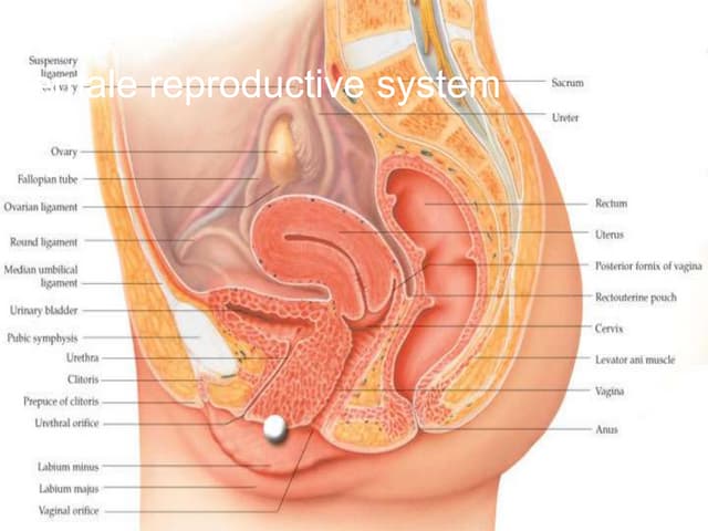Reproductive system