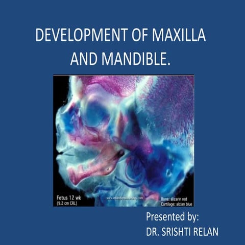 Developement of maxilla and mandible.