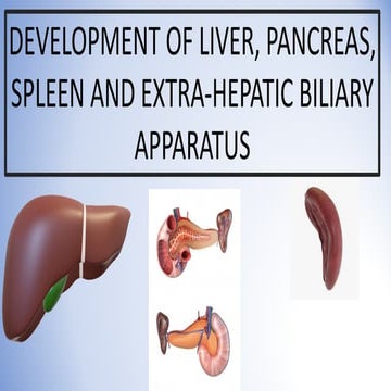 Development of liver, pancreas, spleen and extrahepatic biliary apparatus