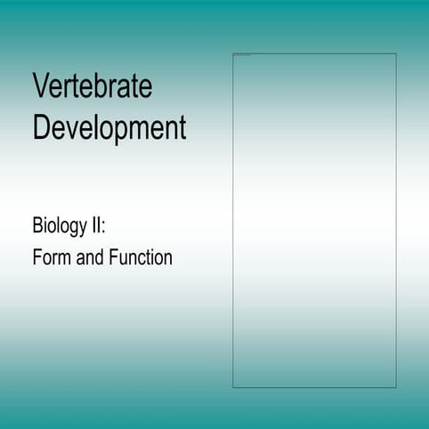 Vertebrate Development | PPT