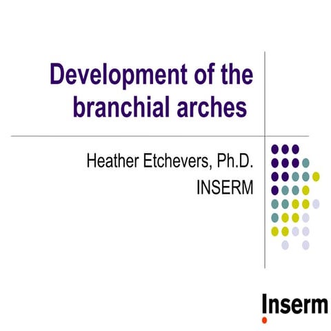 Development Of The Branchial Arches