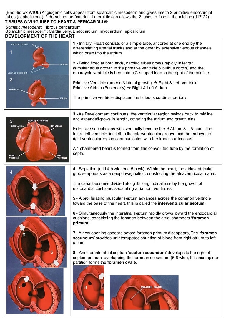 Development of the Heart Embryology