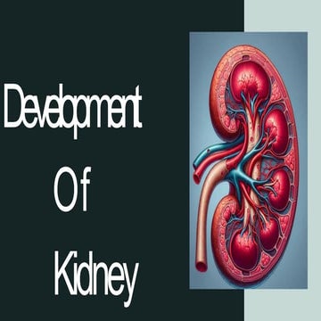 Development%20of%20Kidney.pptxjehegegwvwv3h3jehwwhve