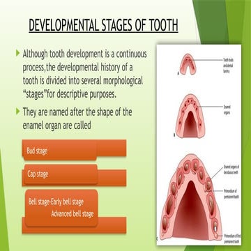 DEVELOPMENTAL STAGES OF TOOTH IN DENTAL HISTOLOGY | PPTX