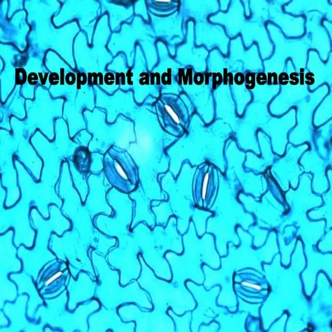Development and morphogenesis