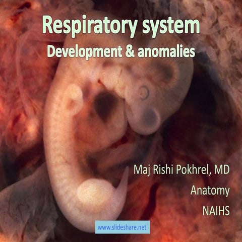 Development & anomalies respiratory system embryology