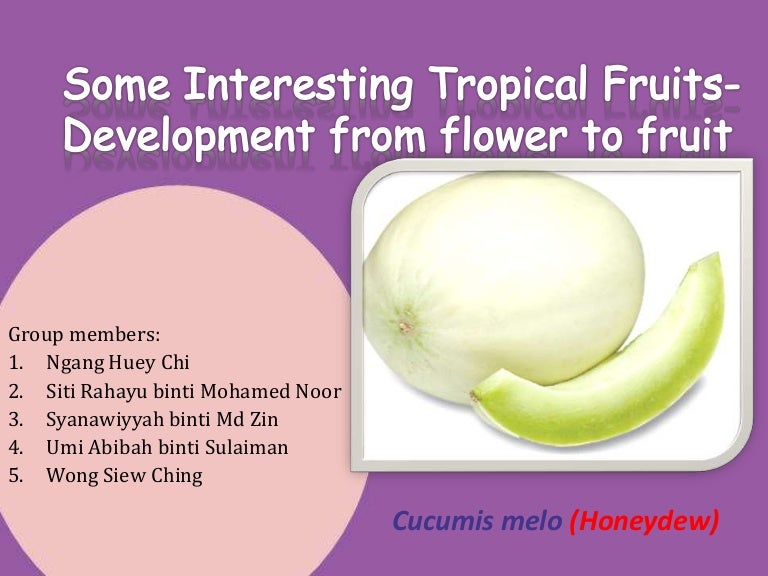 Development from flower to fruit of honey dew