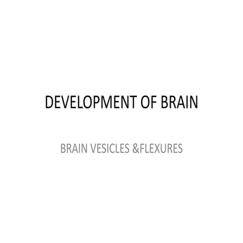Development of brain