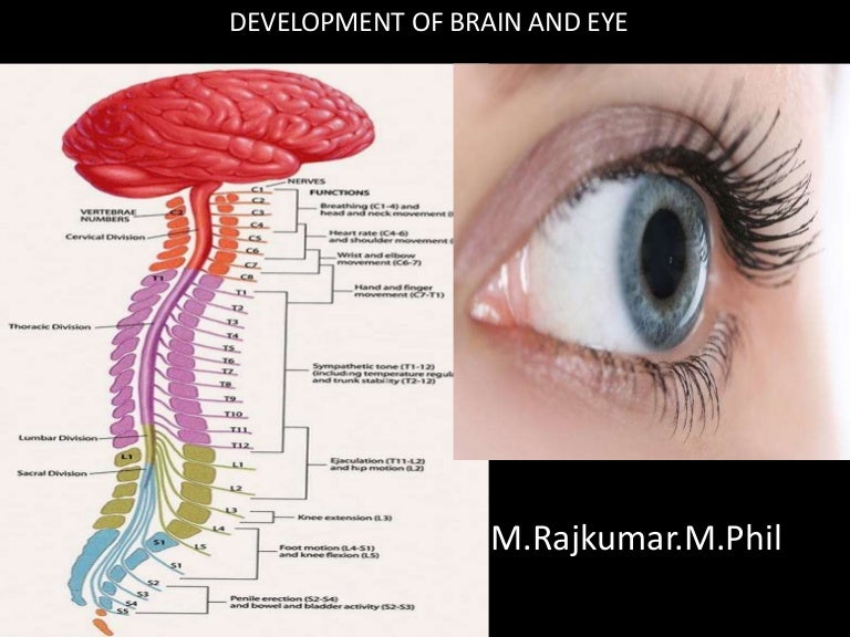 Development of brain and eye