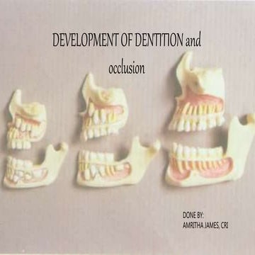 Development of dentition and occlsion