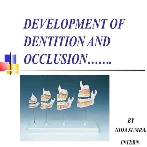 Development of dentition and occlusion