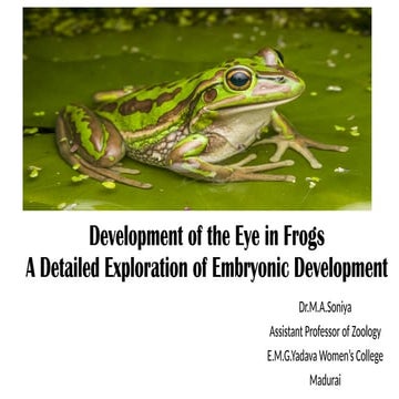 Development of Eye in Frog-Developmental Biology