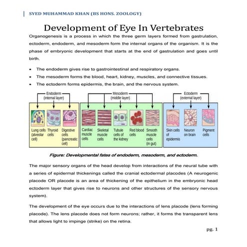 Development of Eye In Vertebrates