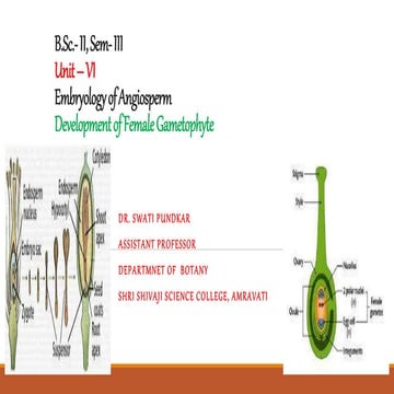 Development of female gametophyte