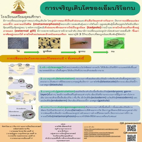 Frog embryo development | PDF
