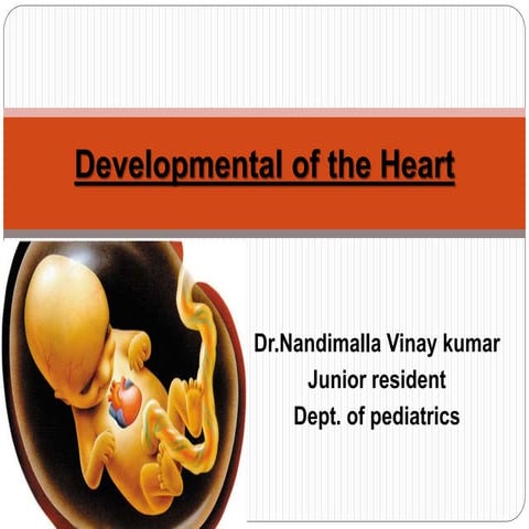 Development of heart