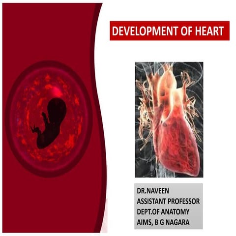 development of heart and it’s clinical abnormal | PDF