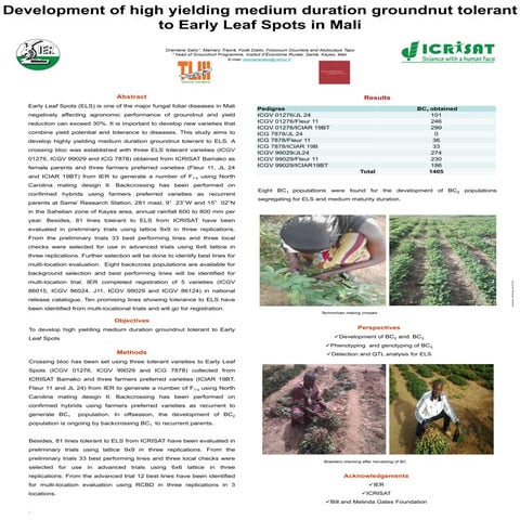 Development of high yielding medium duration groundnut tolerant to early leaf spots in mali