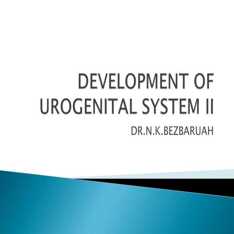 Development of kidney