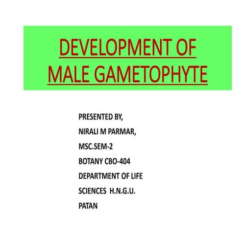 Development of male gametophyte