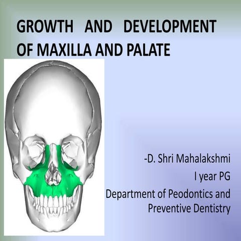 Development of maxilla and palate
