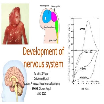 Development of nervous system