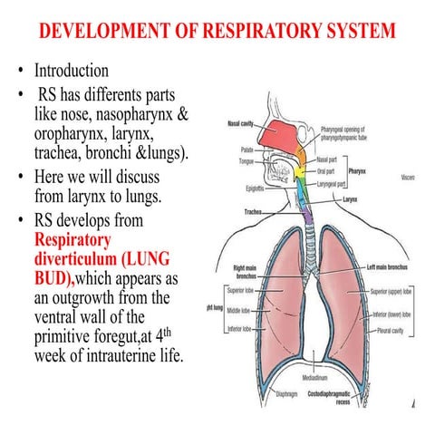 Development of respiratory system