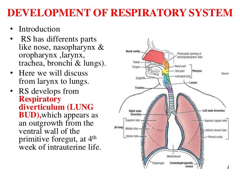 Development of Respiratory System i lung bud & larynx