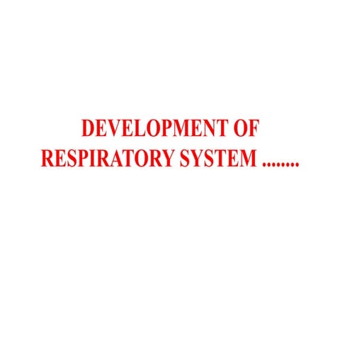 Development of Respiratory System iv pleura