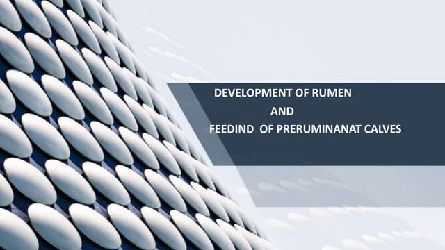 Anatomy of the Ruminant Stomach | PPTX