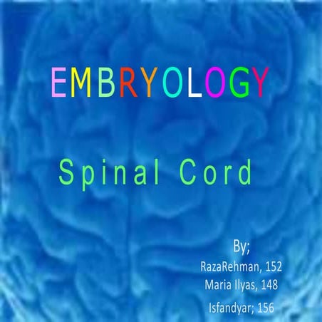 Development of spinal cord