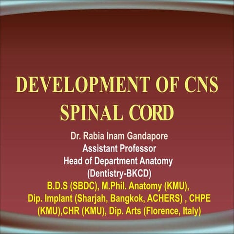 Development  of spinal cord Lecture 2 by Dr. Rabia Inam Gandapore.pptx