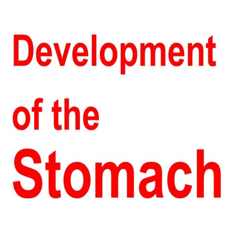 Development of stomach