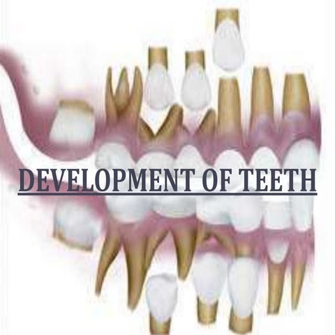 Development of teeth and its clinical significance