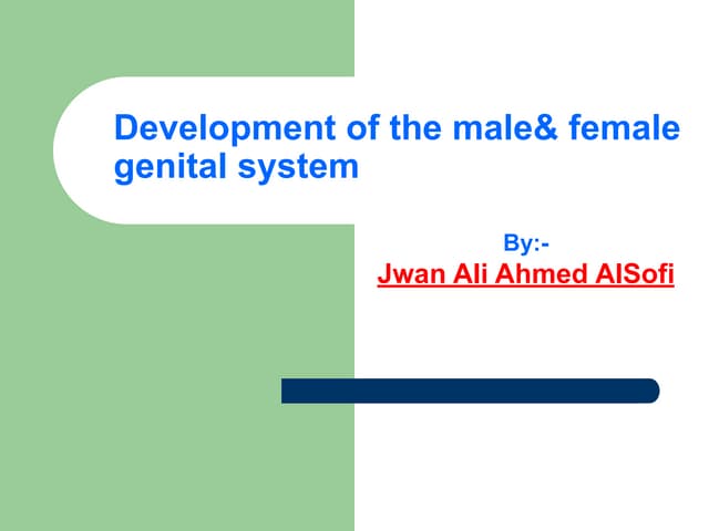 Development of gonads (Gonad differentiation)male gonad and female ...