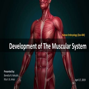 Development of the Muscular System [Human Embryology]