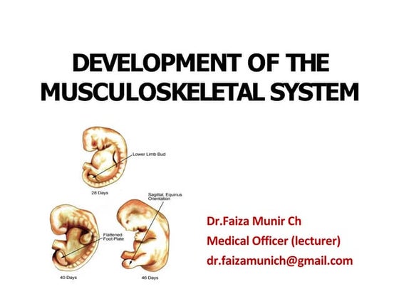 MUSCULAR SYSTEM DEVELOPMENT (Human Embryology) | PPT