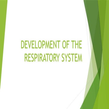 Development of the System respiratory embryo | PDF