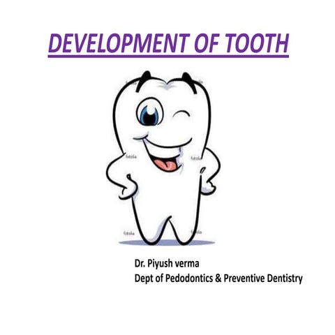 Development of tooth
