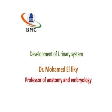 Development of urinary system