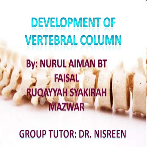 Development Of Vertebral Column