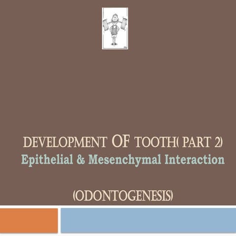Development of tooth-Part II.pptx( Epithelial Mesenchymal Interaction)