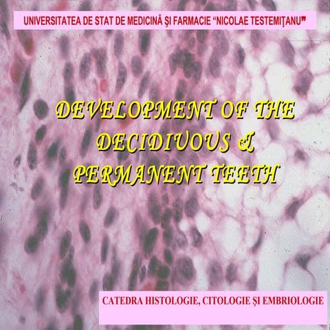 Dezvoltarea dintilor.engl