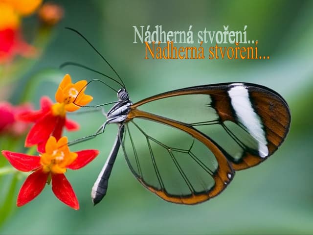 D Fexplendor De La Naturaleza