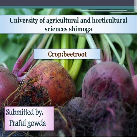 Beetroot ppt