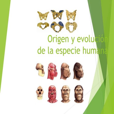 D° Humano, filogenesis y origen, historia NL.ppt