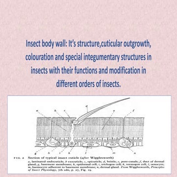 Insect body wall: It’s structure,cuticular outgrowth, colouration and special...